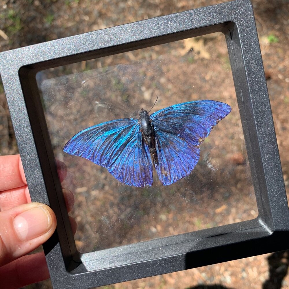 REAL Sugarlight Framed Butterfly Specimen